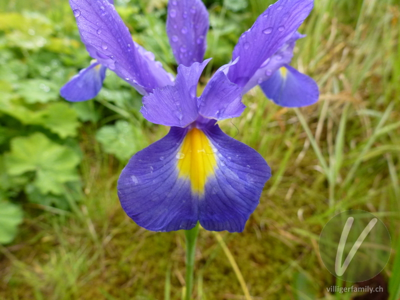 Schwertlilie: Übersicht